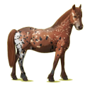 Pony Haflinger Palomino