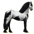 Reitpferd Rappe