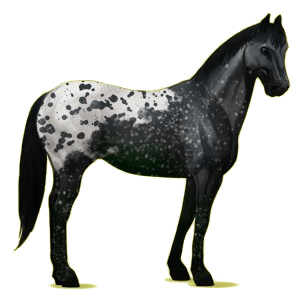 Reitpferd Paint Horse Overo-Fuchsschecke