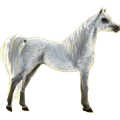 Reitpferd Araber Brauner