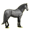 Reitpferd Andalusier Rappe
