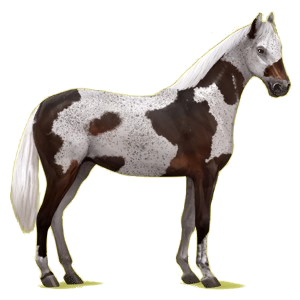 Reitpferd Don-Pferd Fuchs