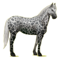 Reitpferd Paint Horse Overo-Fuchsschecke