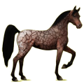 Reitpferd Araber Fuchs