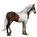 Reitpferd Lipizzaner Rappe