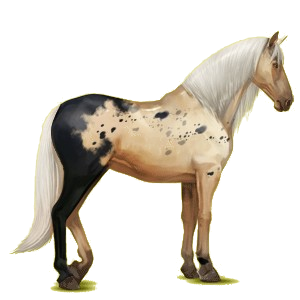 Reitpferd Lipizzaner Hellgrau