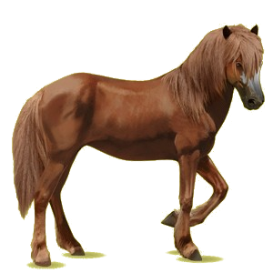 Reitpferd Isländer Dunkelbrauner