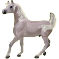 Reitpferd Araber Apfelschimmel