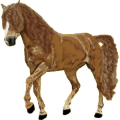 Reitpferd Morgan Brauner