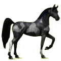 Reitpferd Araber Rotbrauner