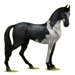 Reitpferd Marwari Mausgrau