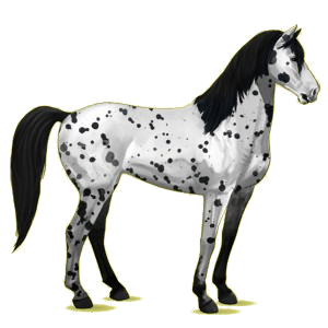 Reitpferd Mustang Hellgrau