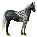 Reitpferd Paint Horse Brauner mit Overo-Scheckung