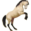 Reitpferd Paint Horse Brauner mit Overo-Scheckung