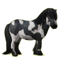 Pony Shetlandpony Apfelschimmel