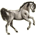 Reitpferd Araber Apfelschimmel