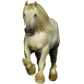 Pony Welsh Cob Apfelschimmel