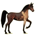 Reitpferd Araber Hellgrau