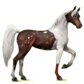 Reitpferd Araber Roan