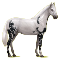 Reitpferd Hannoveraner Apfelschimmel