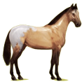 Reitpferd Hannoveraner Dunkelbrauner