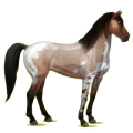 Reitpferd Mustang Roan