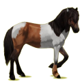 Reitpferd Isländer Fuchs