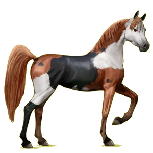 Reitpferd Araber Hellgrau