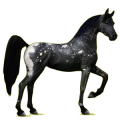 Reitpferd Araber Rappe