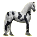 Reitpferd Friese Rappe