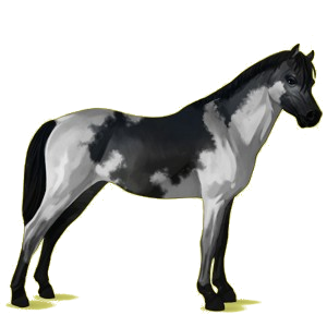 Pony Welsh Cob Fuchs