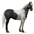 Pegasus-Reitpferd Paint Horse Rappe mit Overo-Scheckung