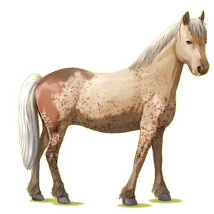 Pony Haflinger Palomino