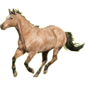 Reitpferd Andalusier Apfelschimmel
