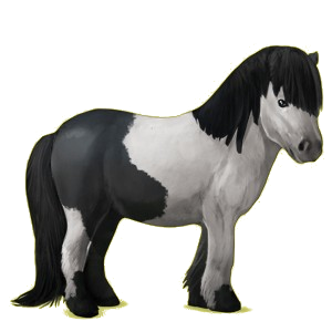 Pony Shetlandpony Apfelschimmel
