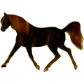Pegasus-Reitpferd Araber Rotbrauner