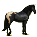 Reitpferd Apfelschimmel