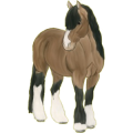 Reitpferd Araber Hellgrau