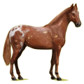 Reitpferd Don-Pferd Fuchs