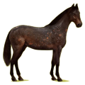 Reitpferd Don-Pferd Dunkelbrauner