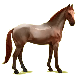 Reitpferd Oldenburger Rappe