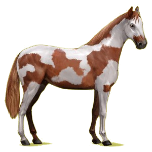 Reitpferd Hannoveraner Rappe