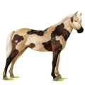 Pony Deutsches Reitpony Palomino