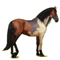 Reitpferd Paso Peruano Fuchs