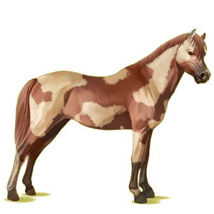 Pony Deutsches Reitpony Fuchs