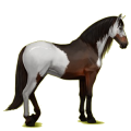 Reitpferd Andalusier Rotbrauner