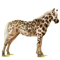 Pony Deutsches Reitpony Roan