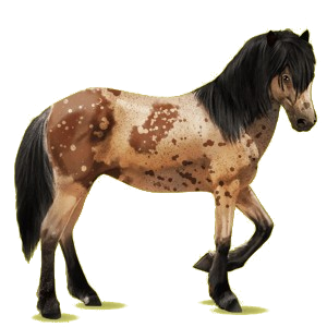 Reitpferd Isländer Mausgrau