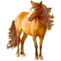 Pony Haflinger Palomino