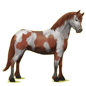 Pony Quarter Pony Fuchs